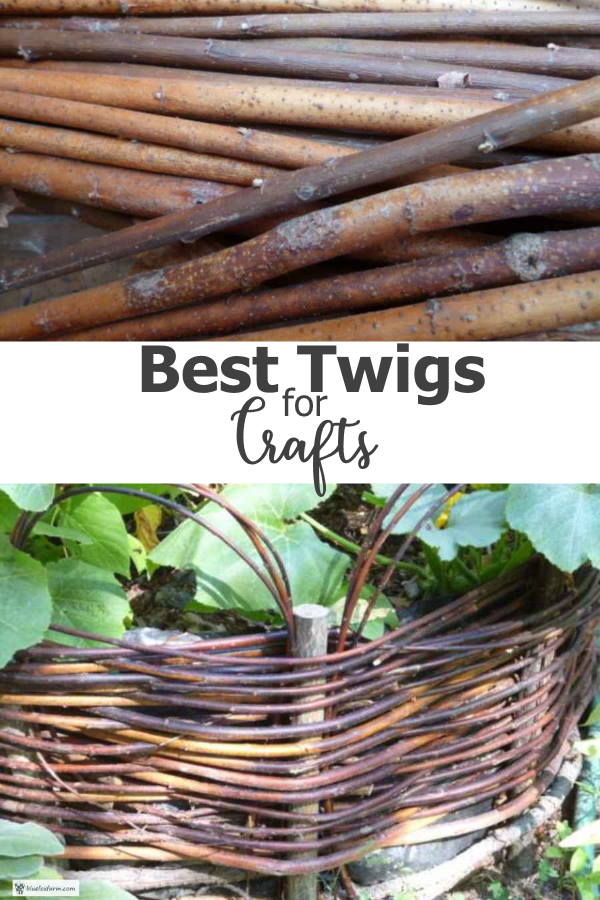 Choose the Best Twigs for Crafts from the many different kinds of tree species in your landscape, garden or in your neighborhood; learn how to recognize them