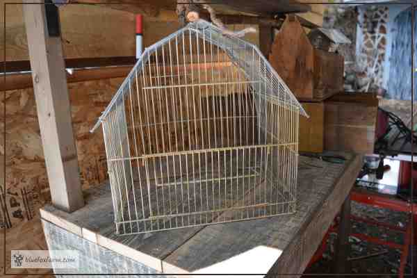 Bird Cage Displayed on a Potting Bench