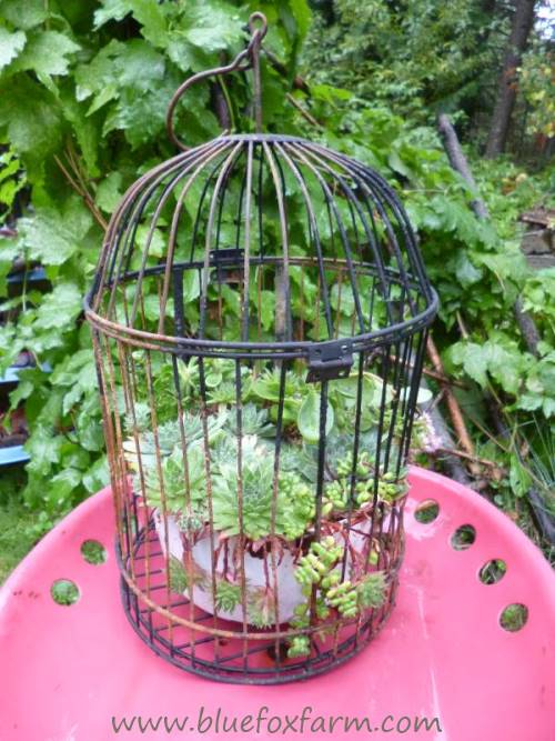 Designed to hold a pot of ferns or succulents, this bird cage never was meant for a bird...