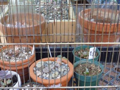 Protecting those delicious Lithops from the mice and chipmunks...