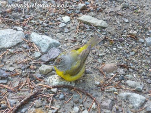 Nashville Warbler window strike victim