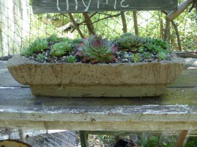 How about a hypertufa planter?