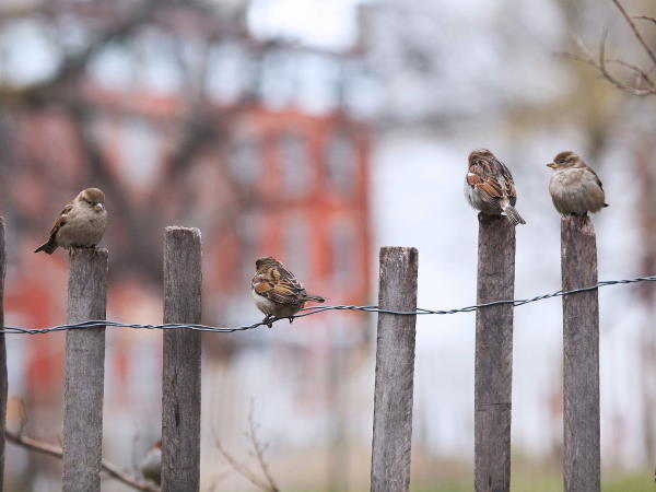 Birds perching on a fence