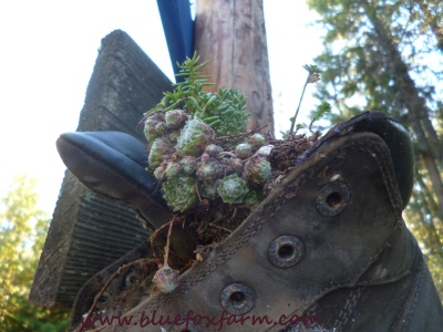 A handful of Sedum and Sempervivum...