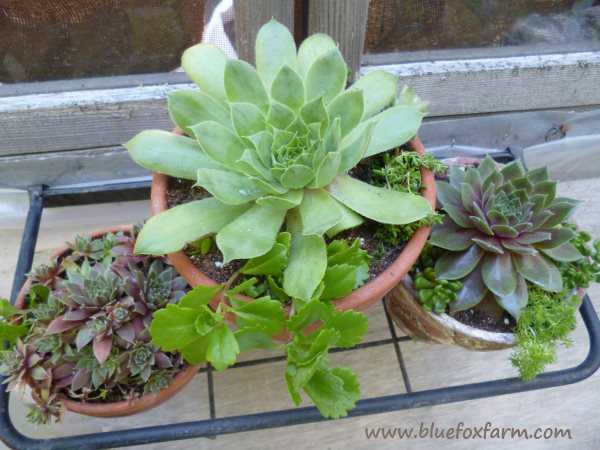 Sempervivum and Sedum are happy in terracotta clay pots