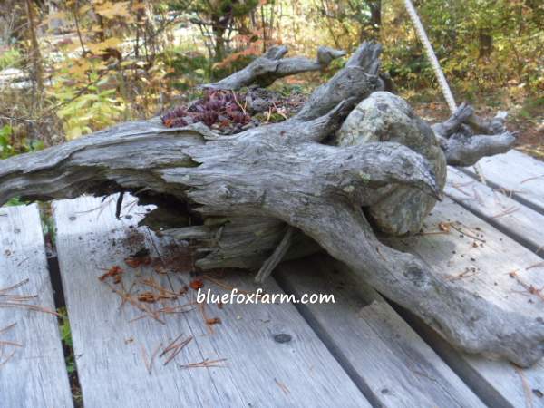 Keep your eyes open for this kind of driftwood...