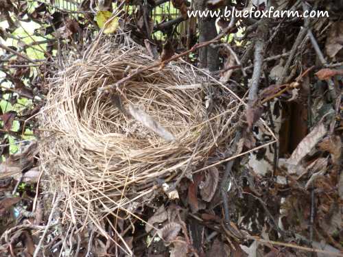 Birds Nest in a witches broom
