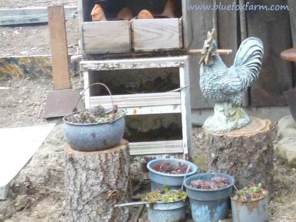 The salvaged rooster takes pride of place and protects his two terracotta hens in the nesting boxes