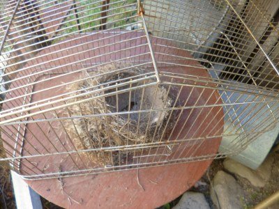 Caged birds nests, sheltering on the porch...