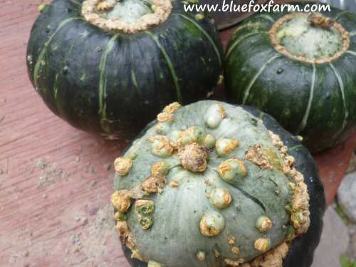 Warty turban squashes add just the right touch of ugly
