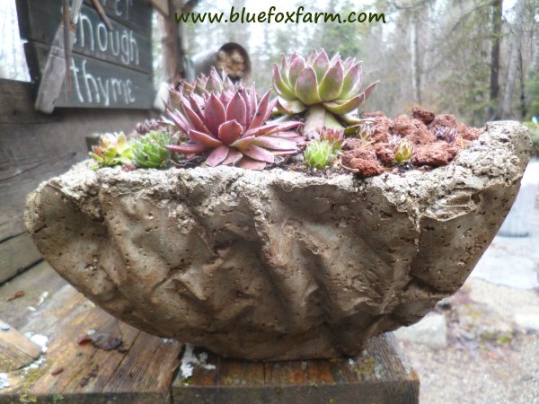 Planted with hardy succulents, the faux wood hypertufa planter has survived the winter just fine...