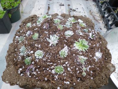 Planting is easy - just plop the chicks on top of the soil...