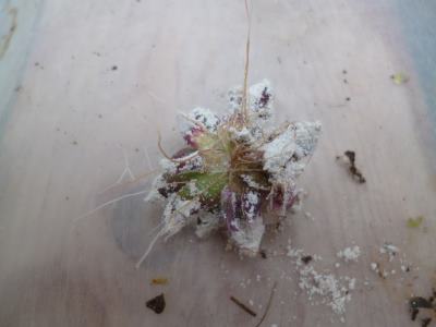 It's not an alien, it's a Sempervivum chick, with lots of roots...