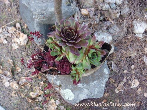 Burgundy and green fall coloration makes these Sempervivum pop!