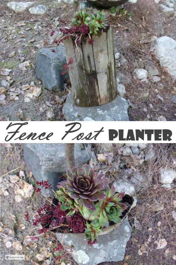 Fence Post Planter with hardy succulents...