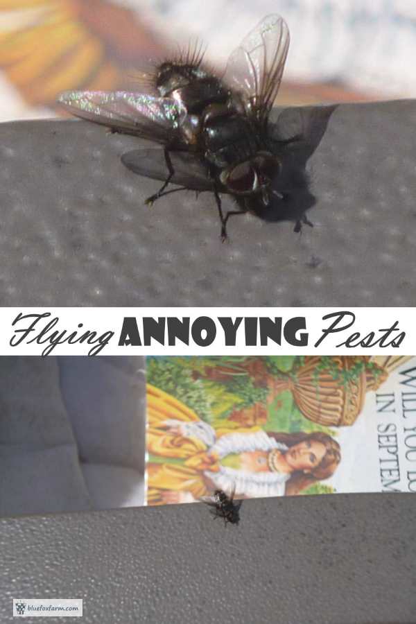 Annoying face flies and other pests buzz around your face.  Ew.