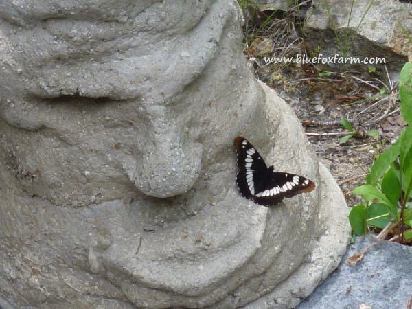 More hypertufa - this time a Grumpy Guy - funny how butterflies love this stuff...