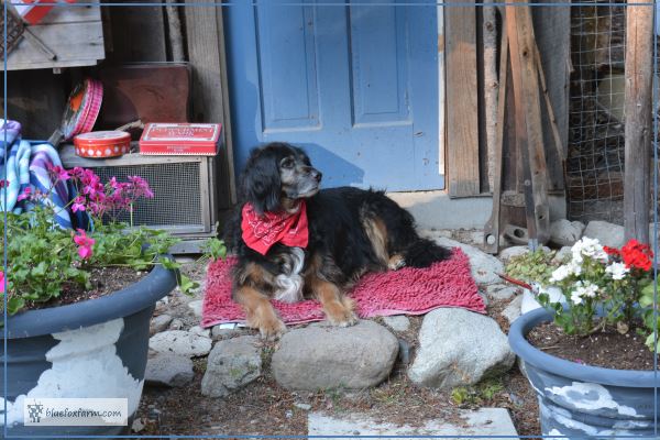 Bracken, proud of his red bandana