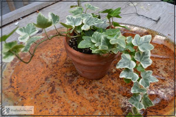 Glacier ivy for training on the Heart Shaped Topiary