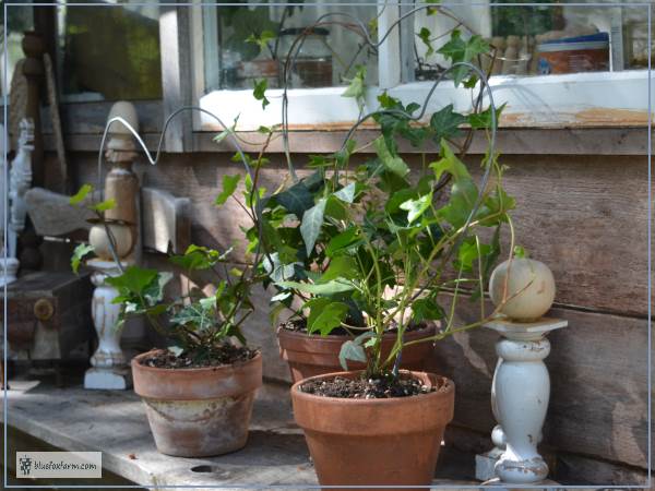 A collection of ivy topiaries
