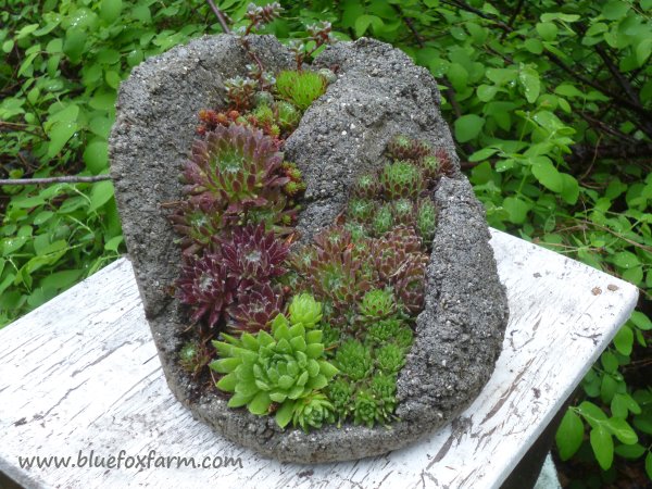 Wow, what a change a year makes!  The plants are glowing with health in the Hypertufa Fissure...