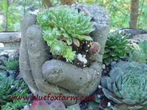 Hypertufa hands with Sempervivum 'Little Bobo'