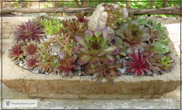 Hypertufa Trough made from a bird cage base