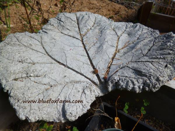 Rhubarb leaf casting