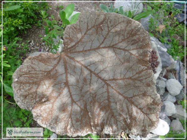 Large Rhubarb Leaf