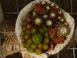 Miniature Succulents love living in Hypertufa Pinch Pots