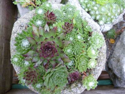 Pinch Pots, a handful of hypertufa, molded into a tiny pot ...