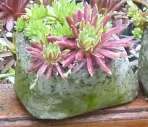 Small, jewel-like planting of Sempervivum in a pinch pot