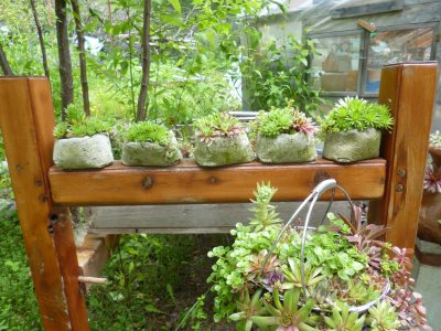 Filled with hardy succulents, these pinch pots are proudly displayed in the nursery...