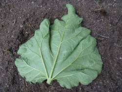 rhubarb leaf as a mold