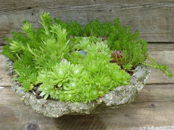 A simple hypertufa sag pot is spectacularly rugged...