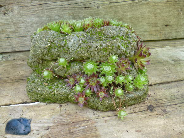 Hypertufa Strata Planter with fully established Sempervivum species