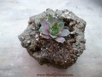 Single hypertufa thumb pot, newly formed...