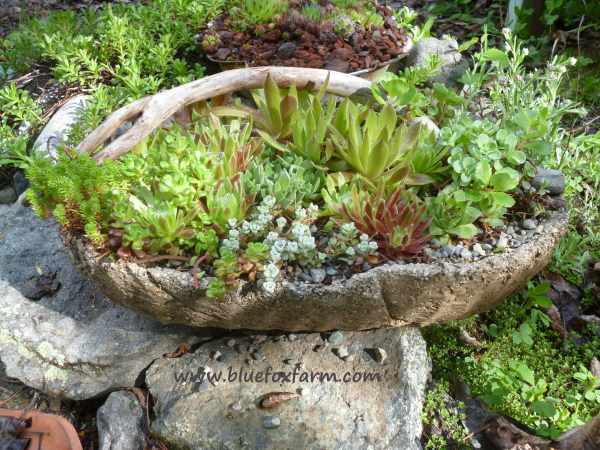 The lovely result of combining hypertufa, twigs and hardy succulents...