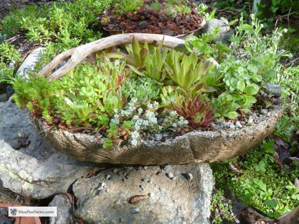 Find out how to make Twig Handled Hypertufa Baskets...