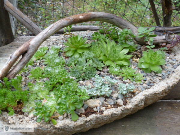 Hypertufa Twig Handled Basket in September 2012