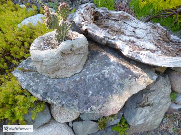 Lichen covered flat rocks, a hypertufa pot with Opuntia 'Purple Pad' and a piece of driftwood...