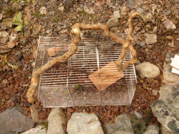 Bird Cage with a wiggly twig handle