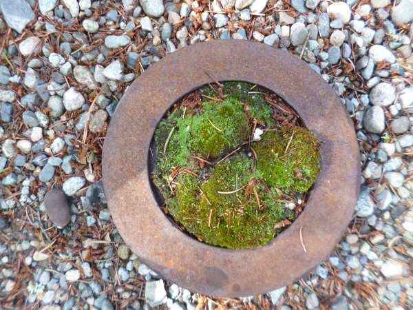 Moss Garden made from a Rusty Brake