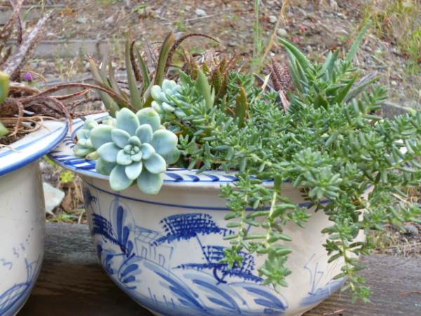 Blue Willow Planters