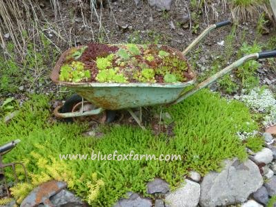 Green painted wheelbarrow - what a find!