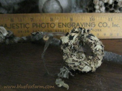 2 inches across, this hummingbird nest is a spectacular example of engineering