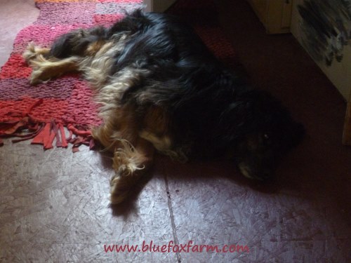 Someone has found that the rug is quite nice to sleep on...