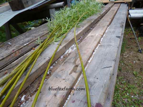 Several willow rods or stems