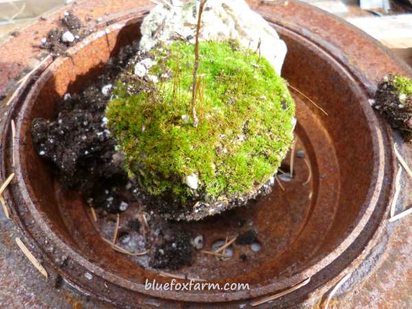 Here I've started in the middle, with a pot full of moss and old potting soil