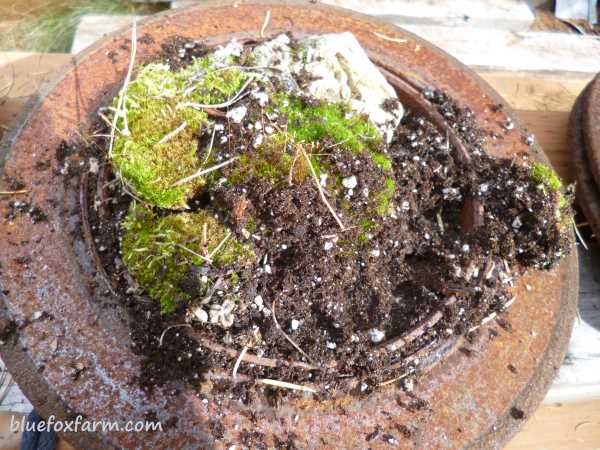 Added more old potting soil to hold it in place...